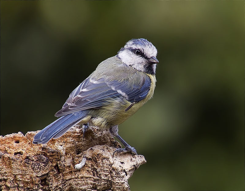 Mallerenga blava (Parus caeruleus)