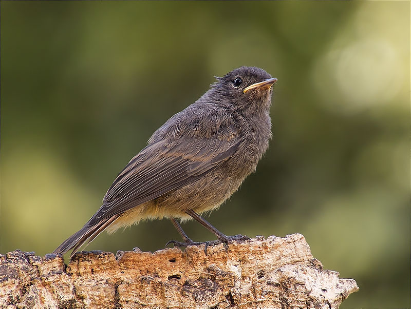 Jove de Cotxa fumada (Phoenicurus ochruros)