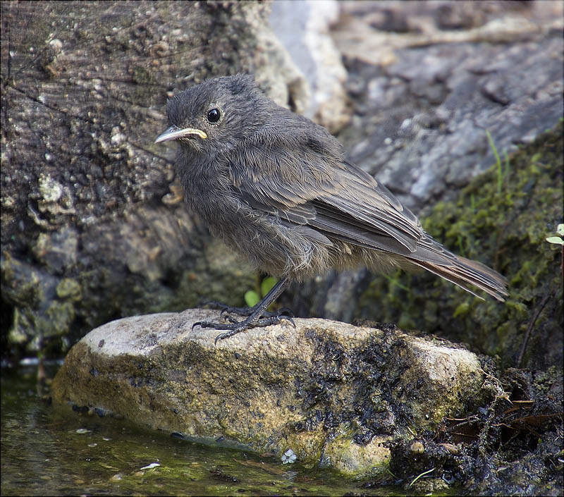 Jove de Cotxa fumada (Phoenicurus ochruros)