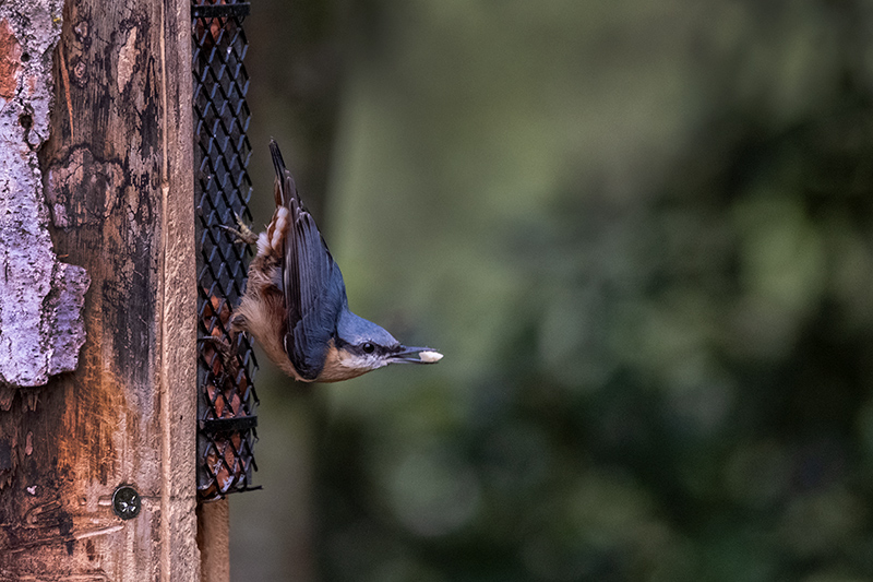 Pica-soques blau (Sitta europaea)