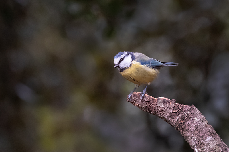 Mallerenga blava (Parus caeruleus)