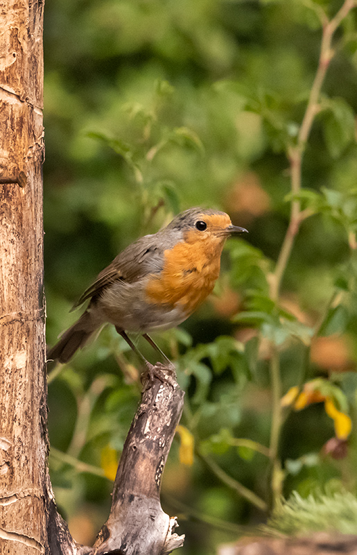 Pit roig (Erithacus rubecola)