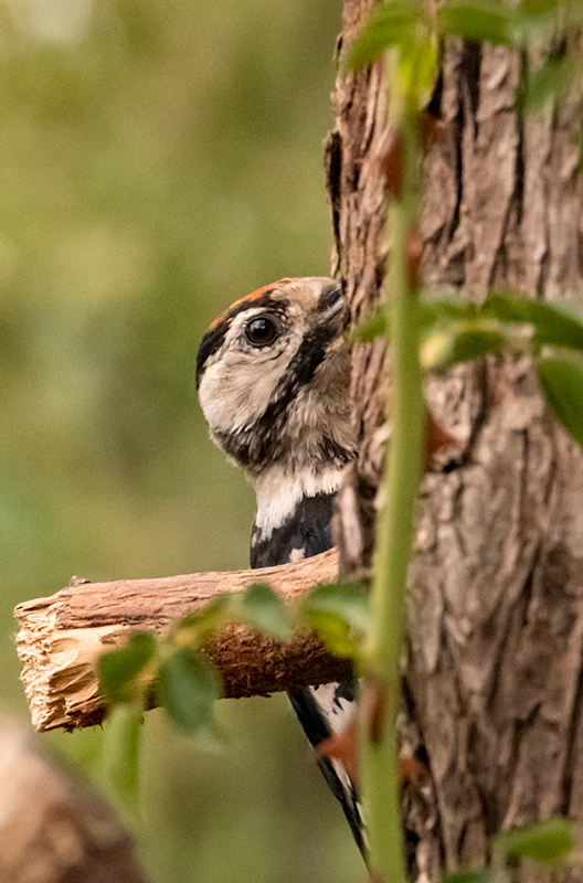 Picot garser gros (Dendrocopos major)