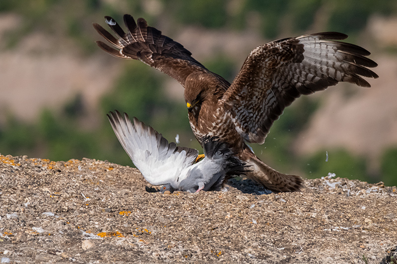 Aligot comú (Buteo buteo)