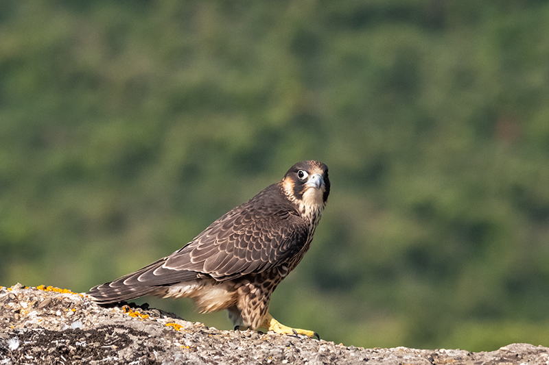 Falcó peregrí (Falco peregrinus)