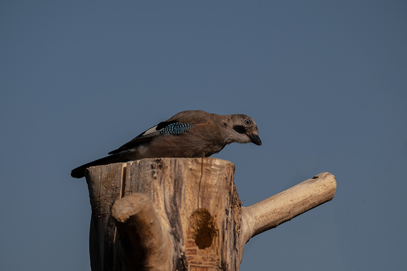 Gaig (Garrulus grandarius)