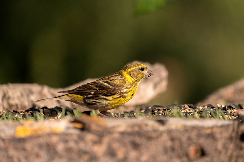 Gafarró (Serinus serinus)