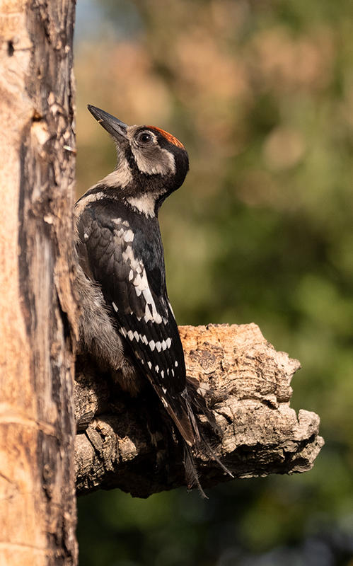 Picot garser gros (Dendrocopos major)