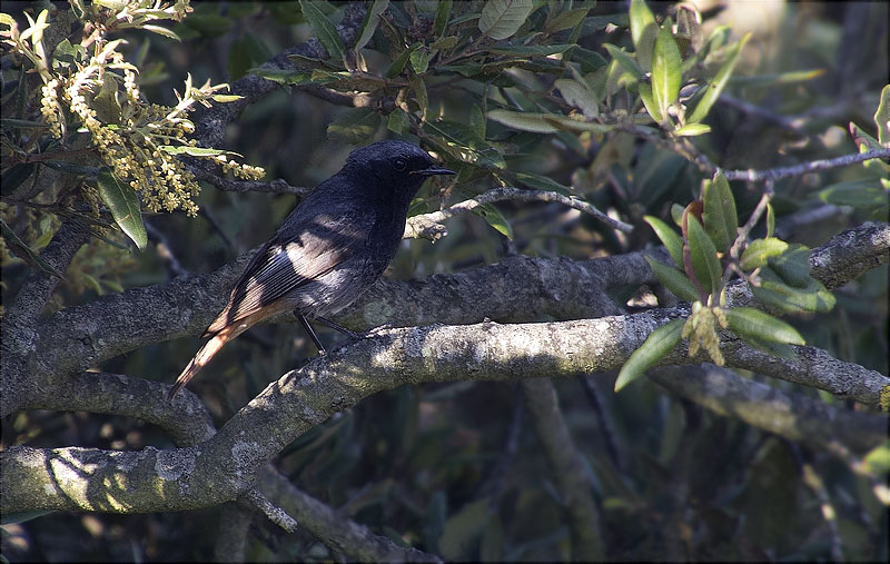 Mascle de Cotxa fumada (Phoenicurus ochruros)