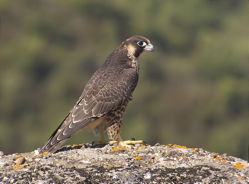 Jove de Falcó peregrí (Falco peregrinus)