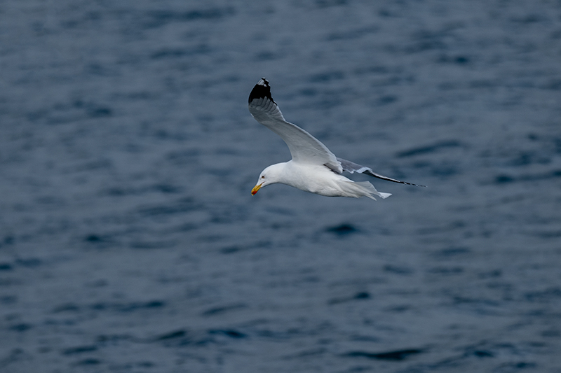 Gavià argentat (Larus michahellis)