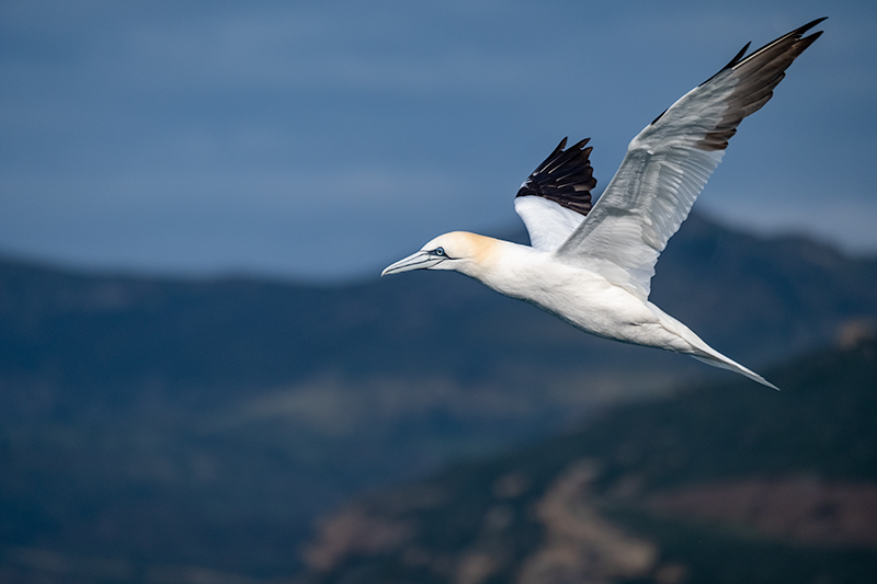 Mascarell (Morus bassanus)