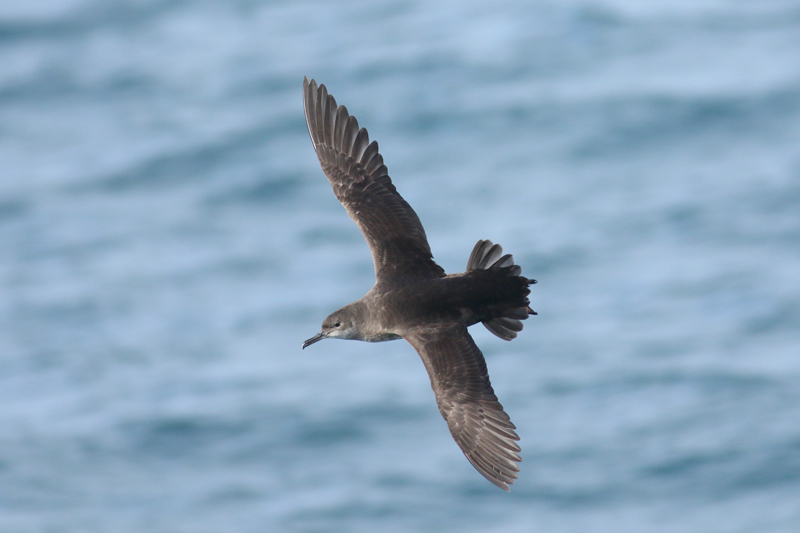 Pardela Balear  ( Puffinus mauretanicus)