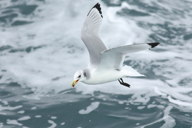 Gaviota tridáctila