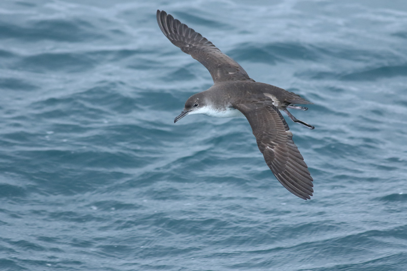 Pardela mediterránea  (Puffinus Yelkouan)