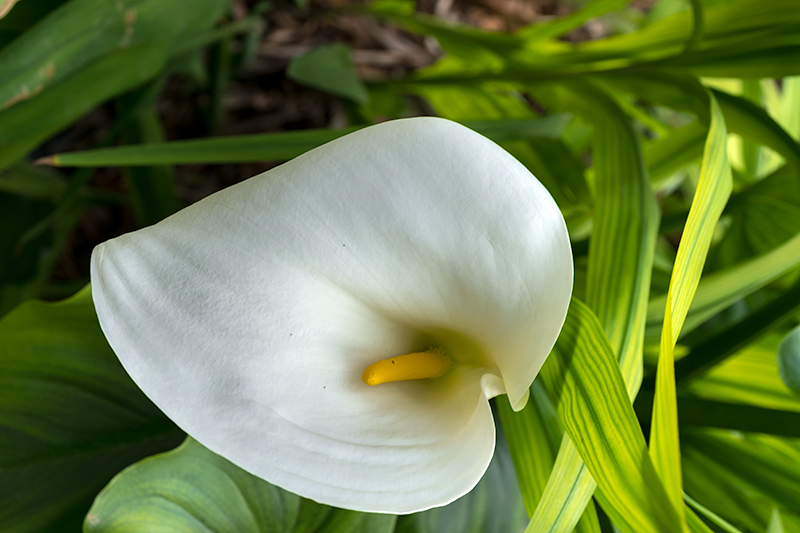 LLiri d'aigua (Zantedeschia aethiopica)