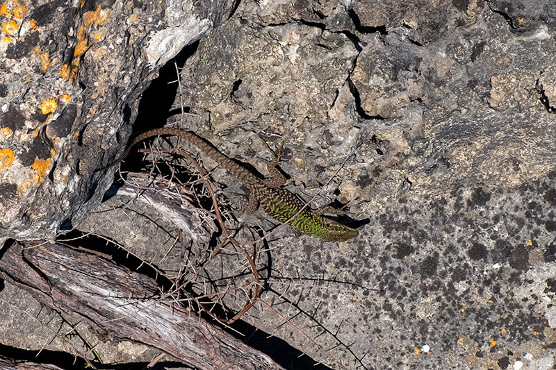 Sargantana  (Podarcis lilfordi) ??