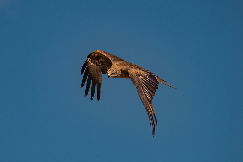 Milà negre. Milvus migrans