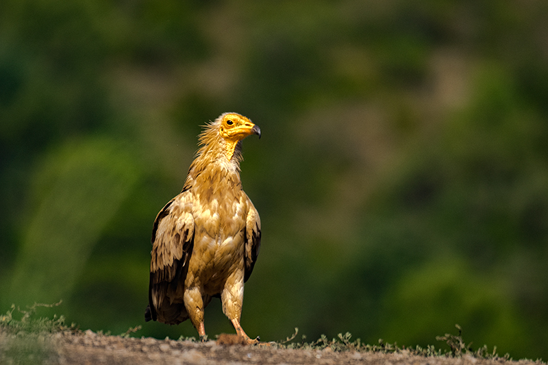 Aufrany (Neophron percnopterus)