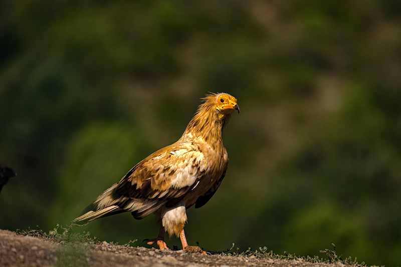 Aufrany (Neophron percnopterus)