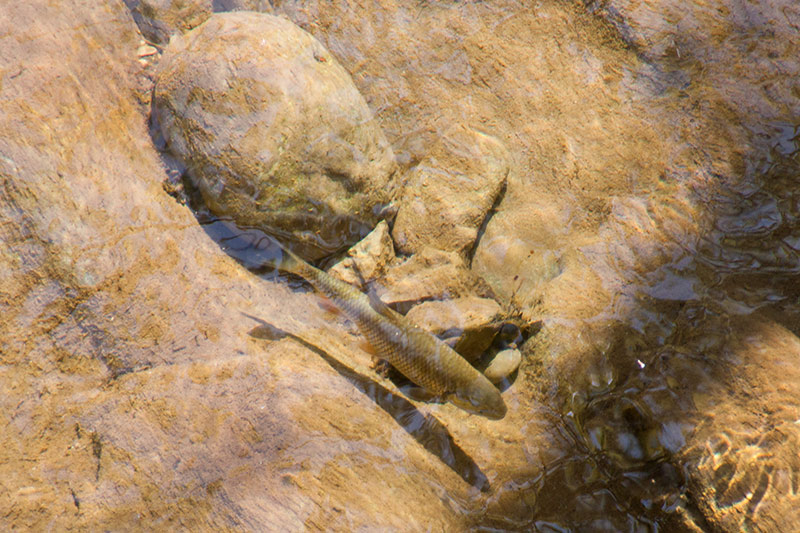 Passejant per Sant Llorenç