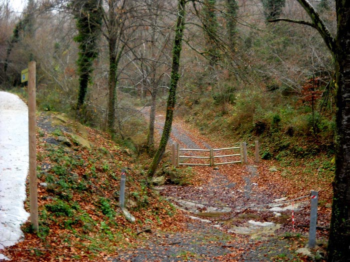 Bosc de la Grevolosa 2  de 5