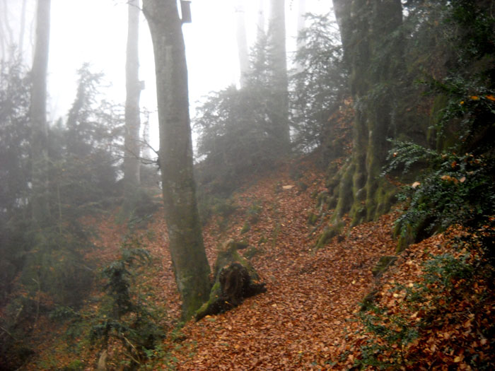 Bosc de la Grevolosa 3  de 5