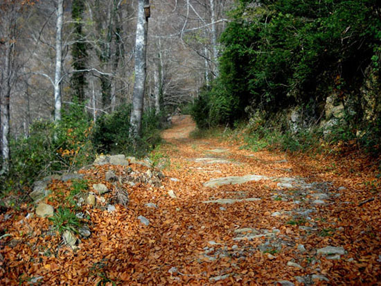 Bosc de la Grevolosa 5  de 5