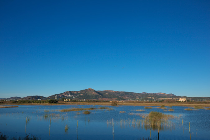 Matí a les llacunes de la Marjal del Moro