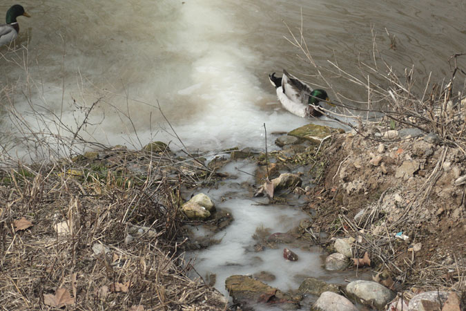 Colpidores imatges d’un dels varis abocaments al riu Segre, al seu pas per Balaguer 2/3