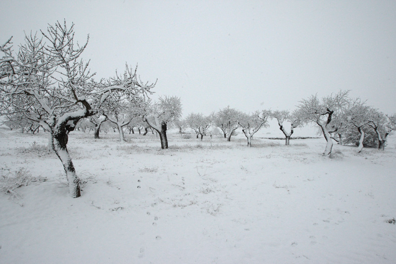 Paisatge nevat a Guissona.