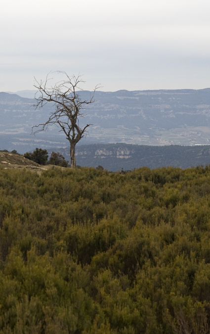 L'Arbre