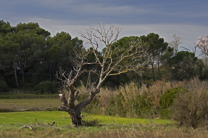 Arbre sec