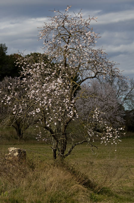 Arbre florit