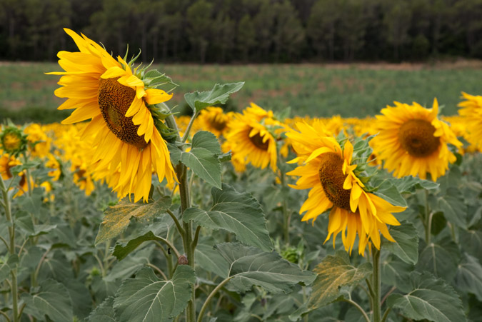 Gira-sol (Helianthus annuus) 1de4