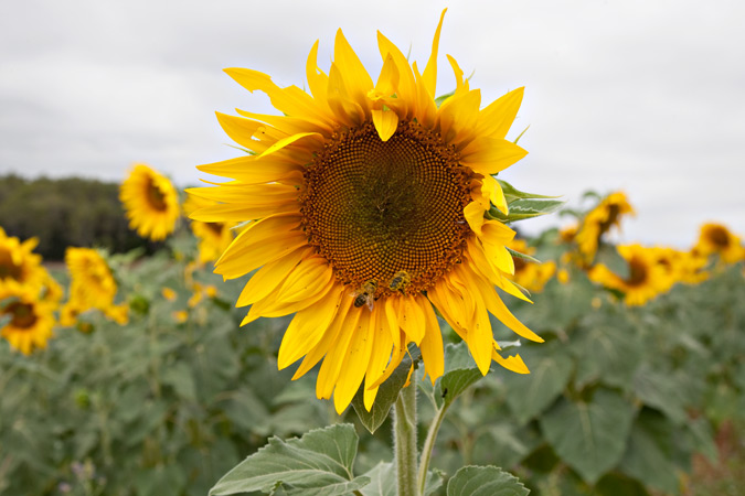 Gira-sol (Helianthus annuus) 2de4