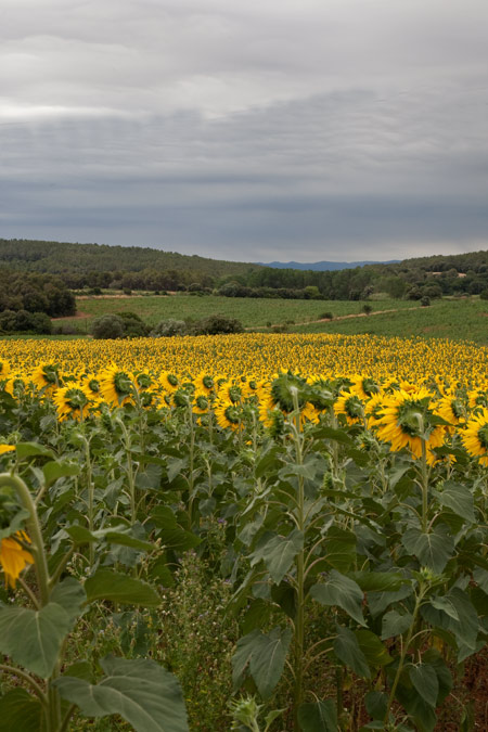 Gira-sol (Helianthus annuus) 4de4