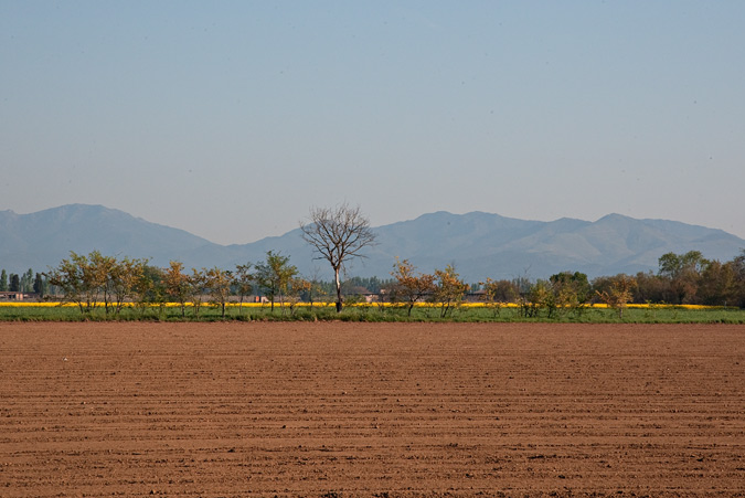 Marró