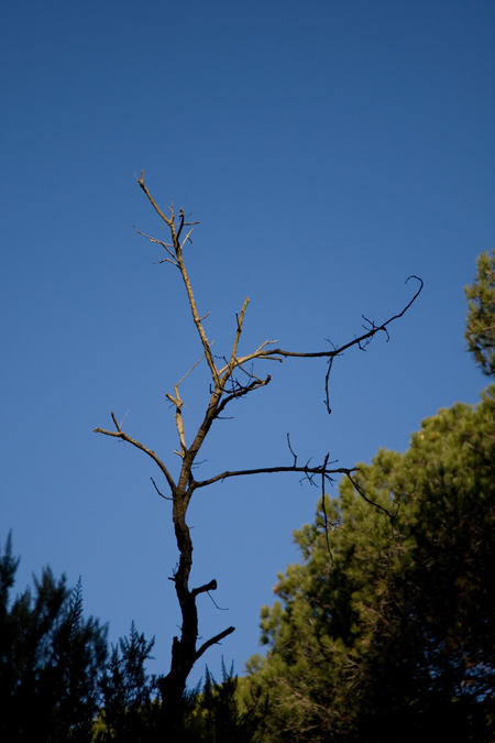 Tronc d'un arbre