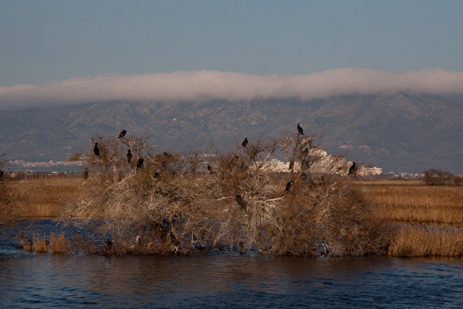 Corb marí gros ( Phalacrocorax carbo )