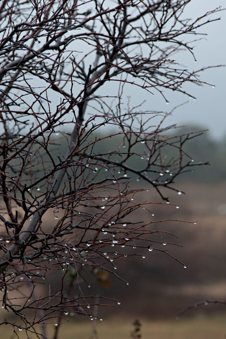 Gotes de pluja