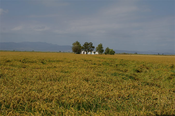 El color de L'arrossar del Delta de L'Ebre" en Agost