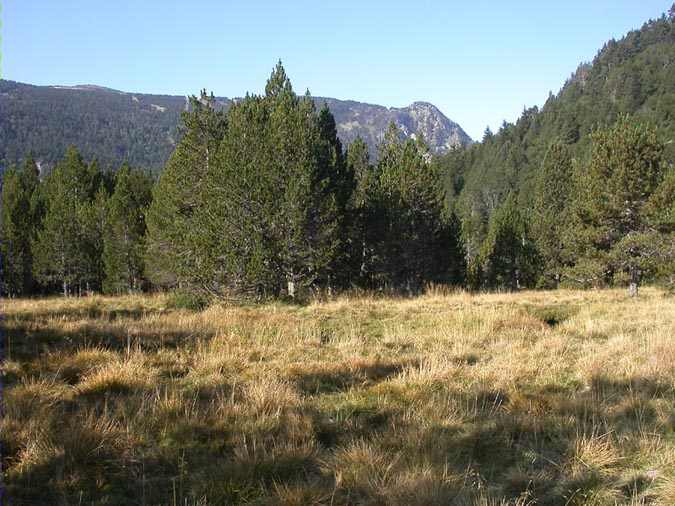 Turberes sota el Llac de Balcère, Les Angles