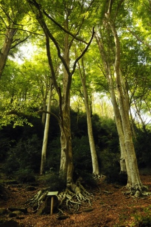 Faig monumental de la Grevolosa