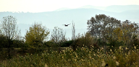 Cal Tet, Delta del Llobregat