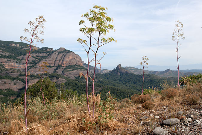 La Morella, el Torre Mur i Abellerols