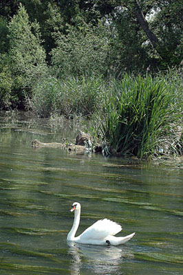 Riu Segre. Proximitats d'Albatàrrec.