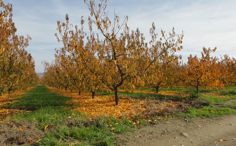 Presseguer (Prunus persica