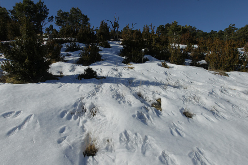 Empremtes naturals.