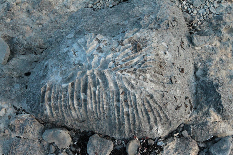 Dissolució d'una roca calcària per efecte de l'aigua.